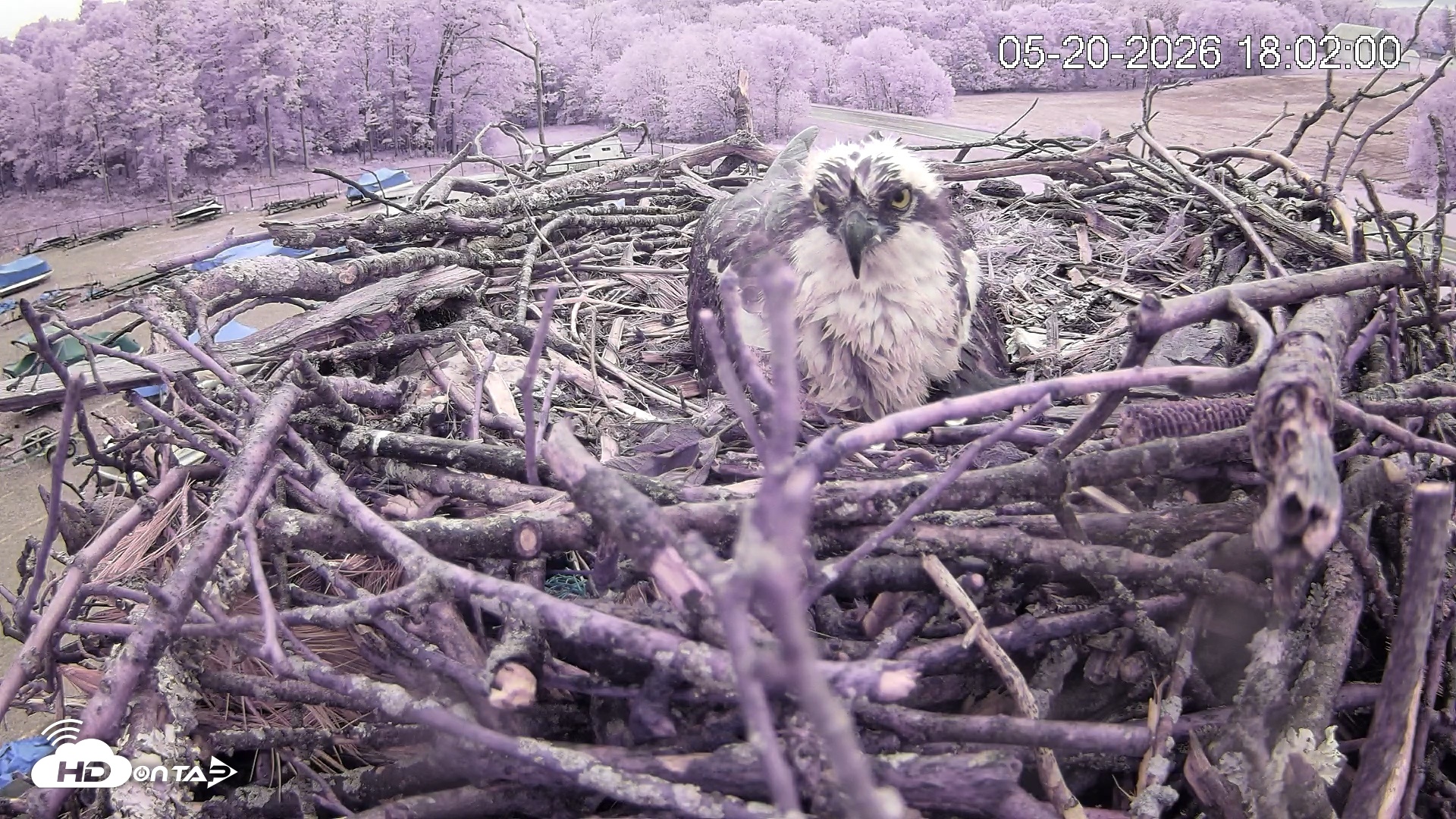 Snapshot of Pleasant Hill Lake Ospreys Live Nest Webcam taken May 20, 2026, 6:02pm EDT