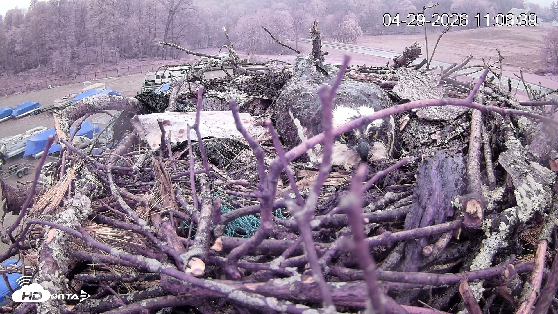 Snapshot of Pleasant Hill Lake Ospreys Live Nest Webcam taken Apr 29, 2026, 11:07am EDT