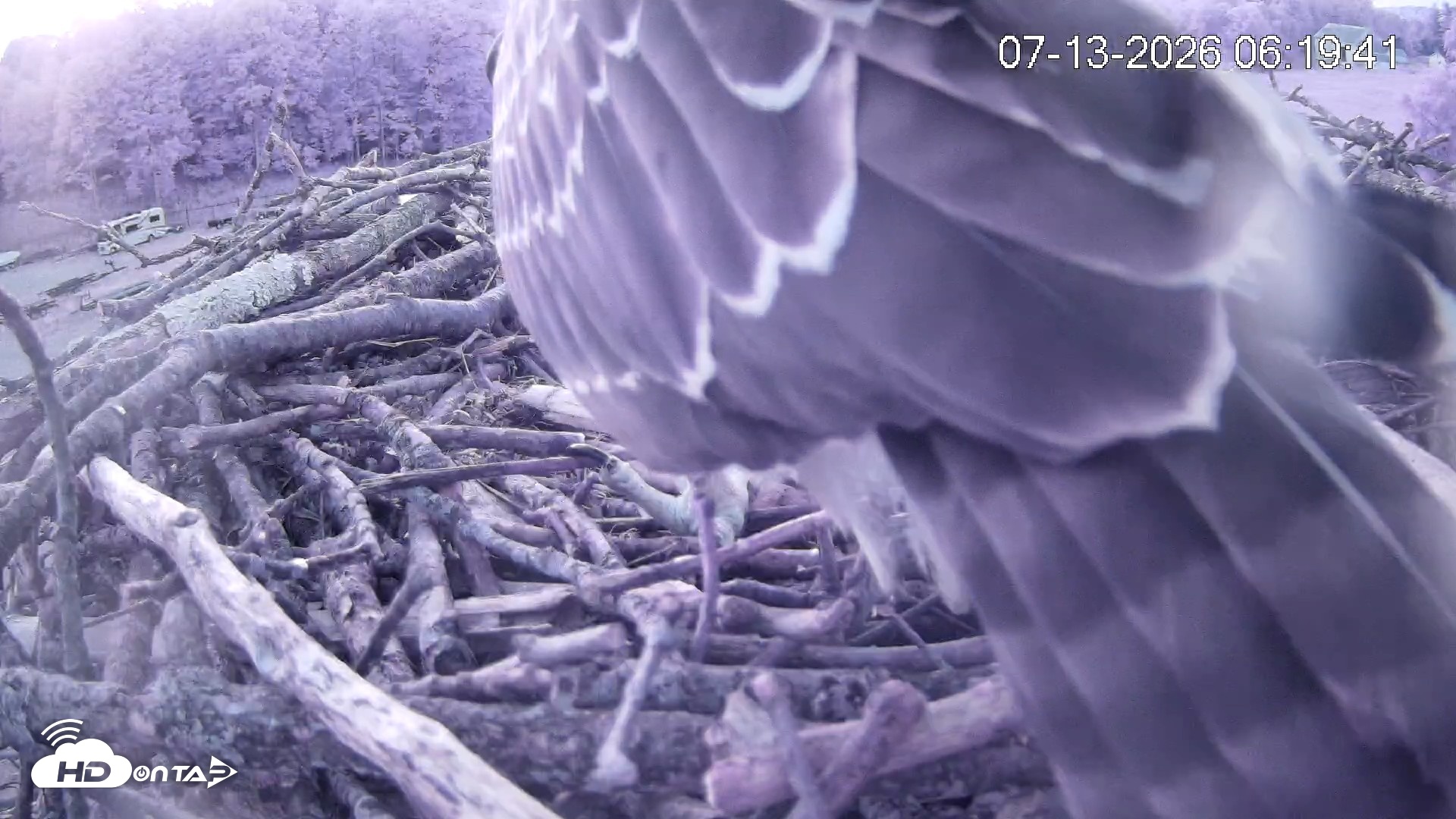 Snapshot of Pleasant Hill Lake Ospreys Live Nest Webcam taken Jul 13, 2026, 6:20am EDT