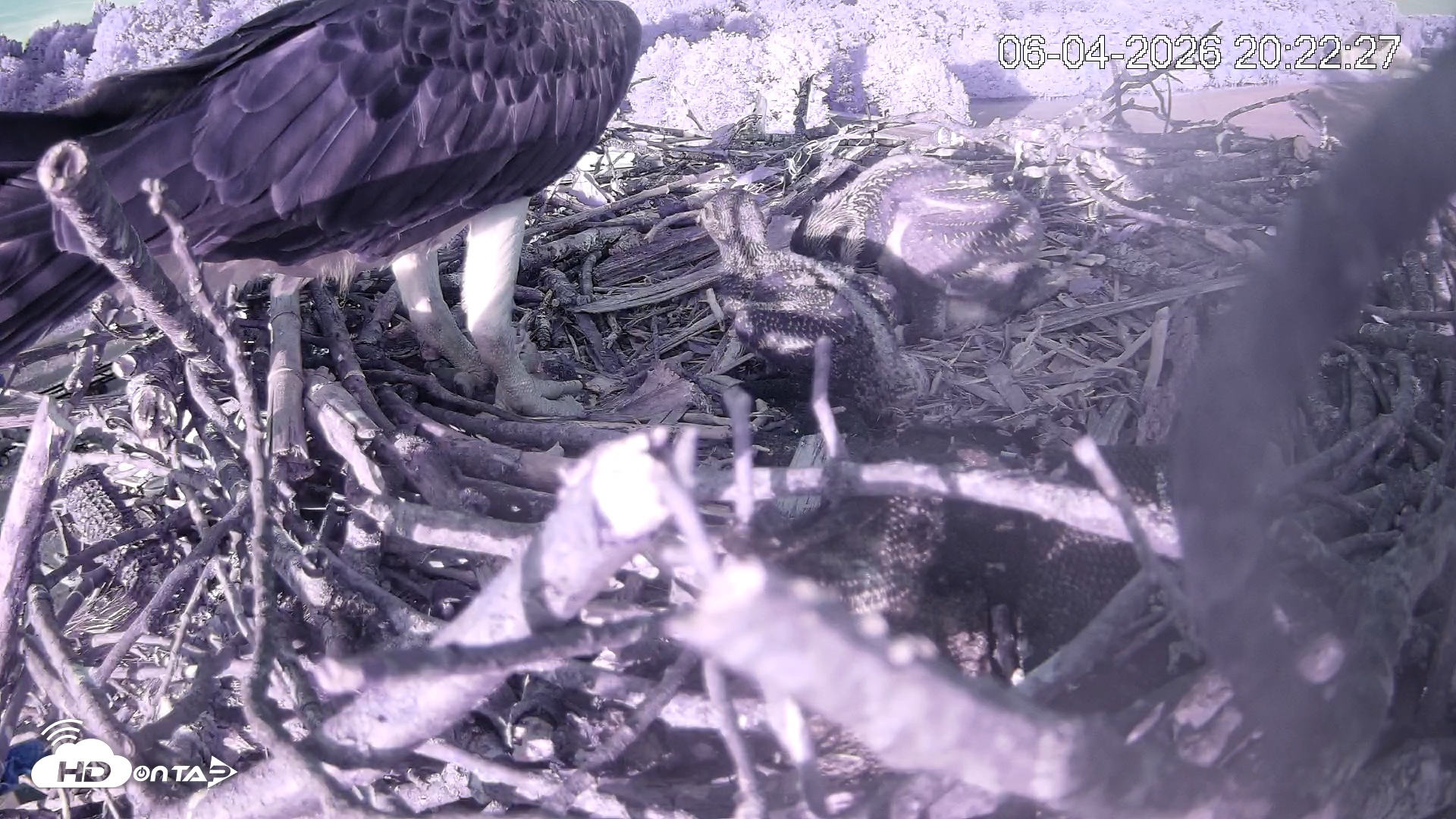 Snapshot of Pleasant Hill Lake Ospreys Live Nest Webcam taken Jun 4, 2026, 8:22pm EDT