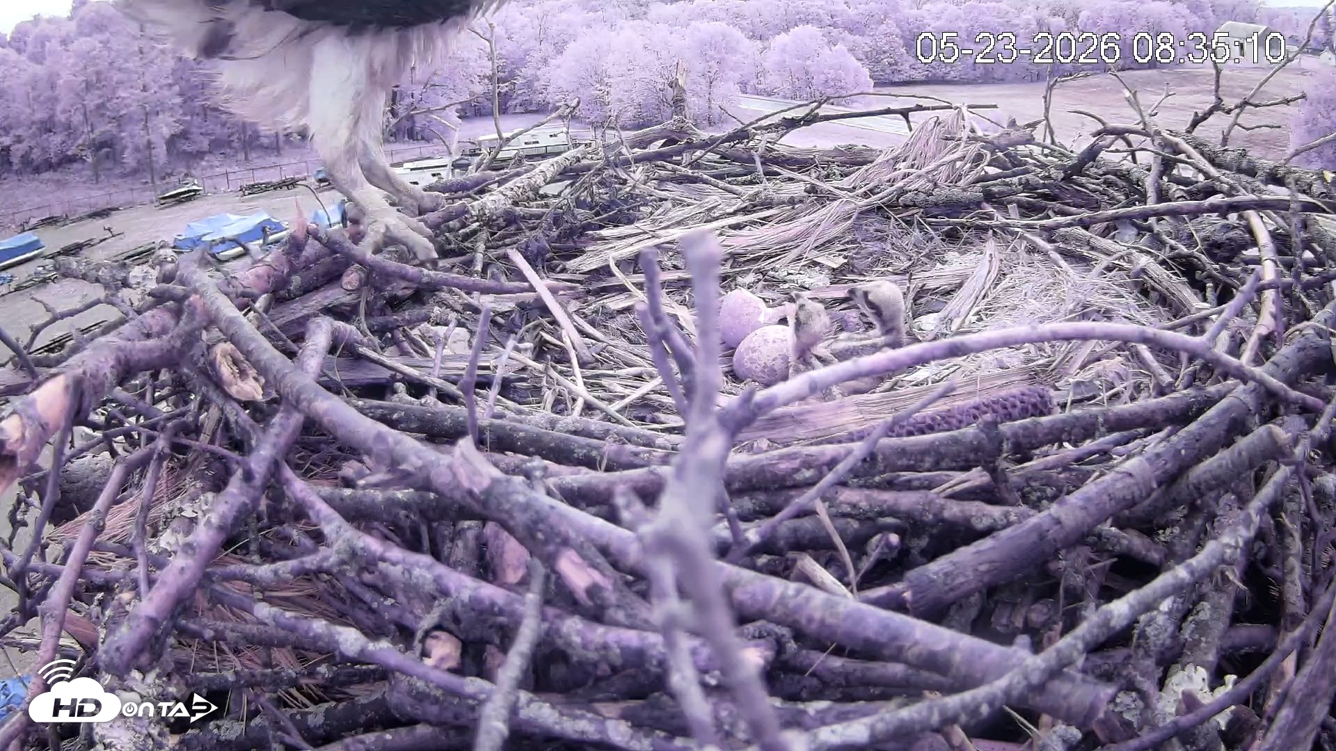 Snapshot of Pleasant Hill Lake Ospreys Live Nest Webcam taken May 23, 2026, 8:35am EDT