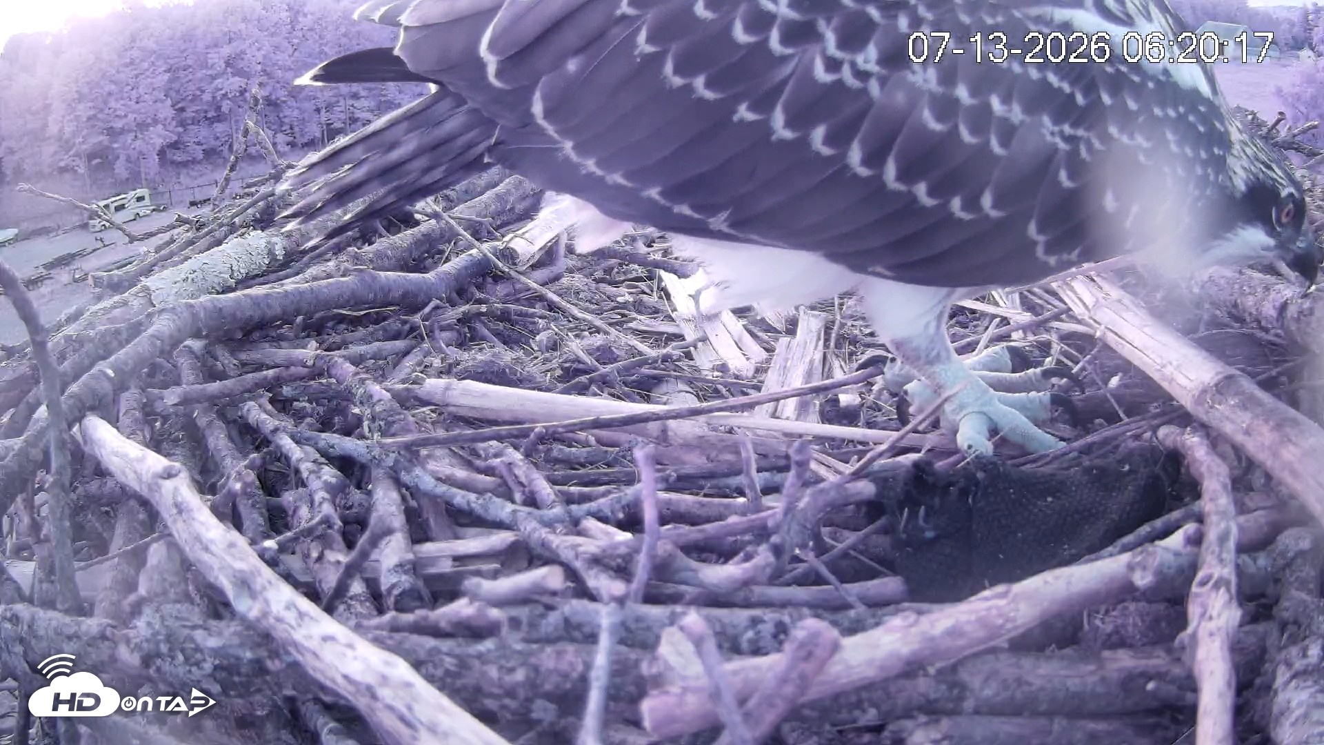 Snapshot of Pleasant Hill Lake Ospreys Live Nest Webcam taken Jul 13, 2026, 6:20am EDT
