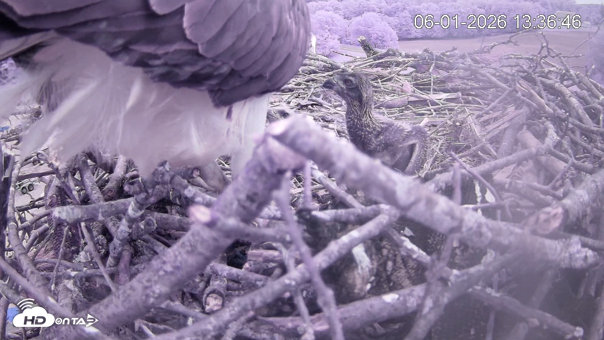 Snapshot of Pleasant Hill Lake Ospreys Live Nest Webcam taken Jun 1, 2026, 1:36pm EDT