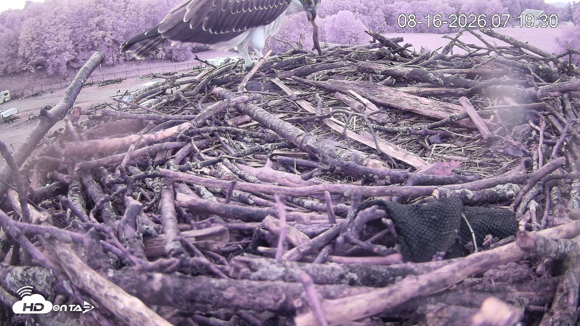 Snapshot of Pleasant Hill Lake Ospreys Live Nest Webcam taken Aug 16, 2026, 7:19am EDT