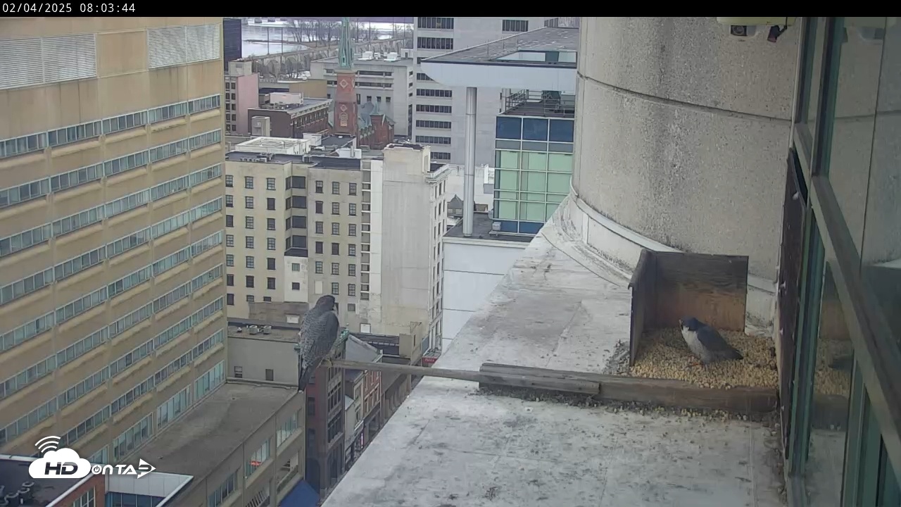 Snapshot of PA Peregrine Falcon Cam taken Feb 4, 2025, 7:59am EST