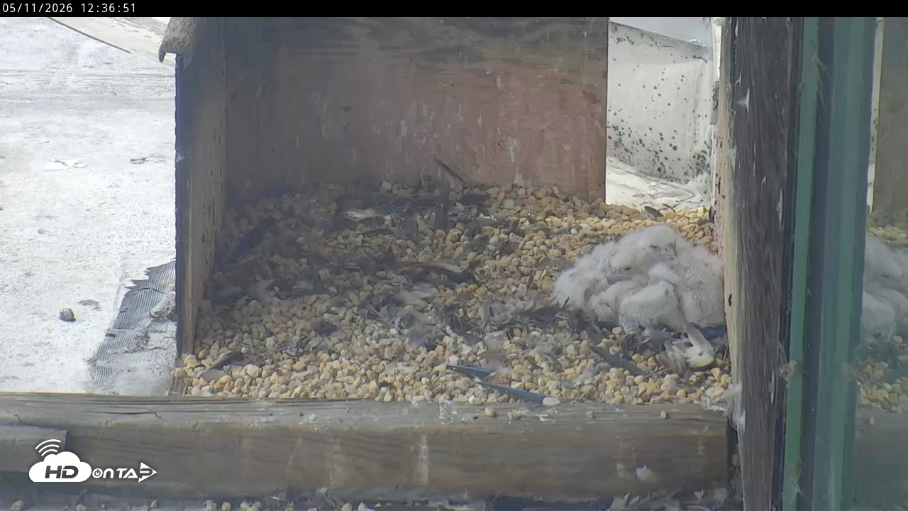 Snapshot of PA Peregrine Falcon Cam Live Webcam taken May 11, 2026, 12:30pm EDT