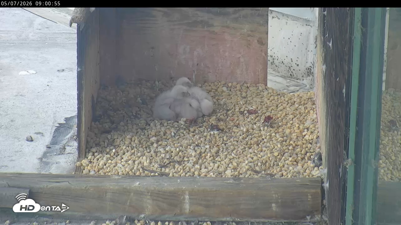 Snapshot of PA Peregrine Falcon Cam Live Webcam taken May 7, 2026, 8:54am EDT