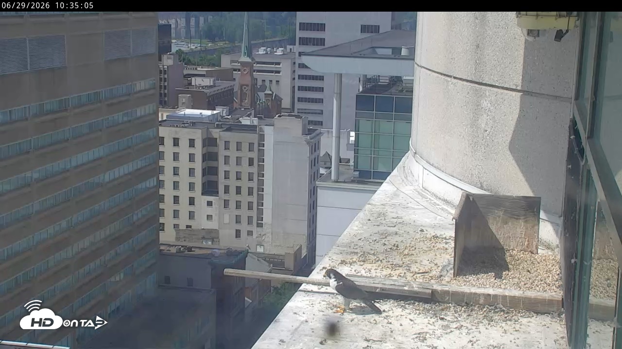 Snapshot of PA Peregrine Falcon Cam Live Webcam taken Jun 29, 2026, 10:30am EDT