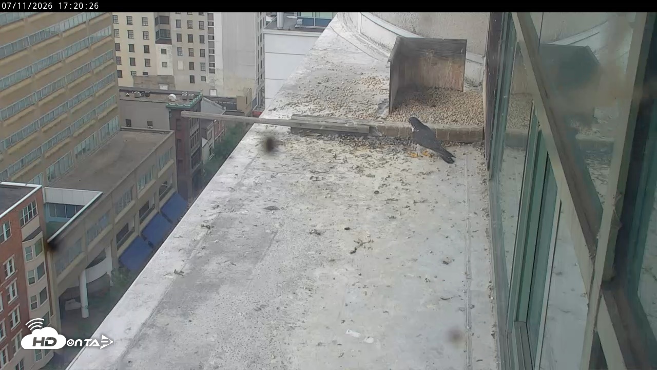 Snapshot of PA Peregrine Falcon Cam Live Webcam taken Jul 11, 2026, 5:13pm EDT