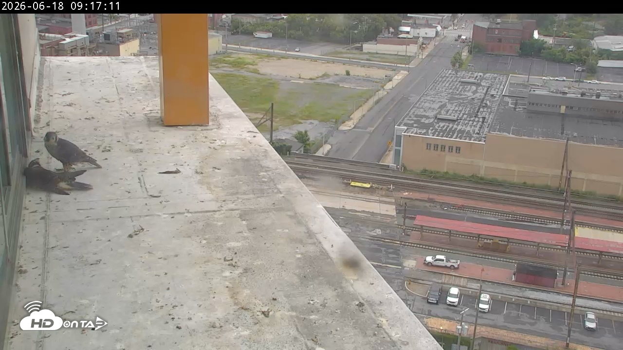 Snapshot of PA Peregrine Falcon Cam Live Webcam taken Jun 18, 2026, 9:30am EDT