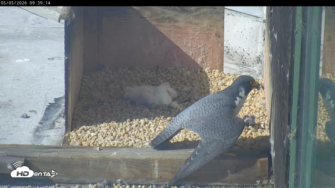 Snapshot of PA Peregrine Falcon Cam Live Webcam taken May 5, 2026, 9:32am EDT