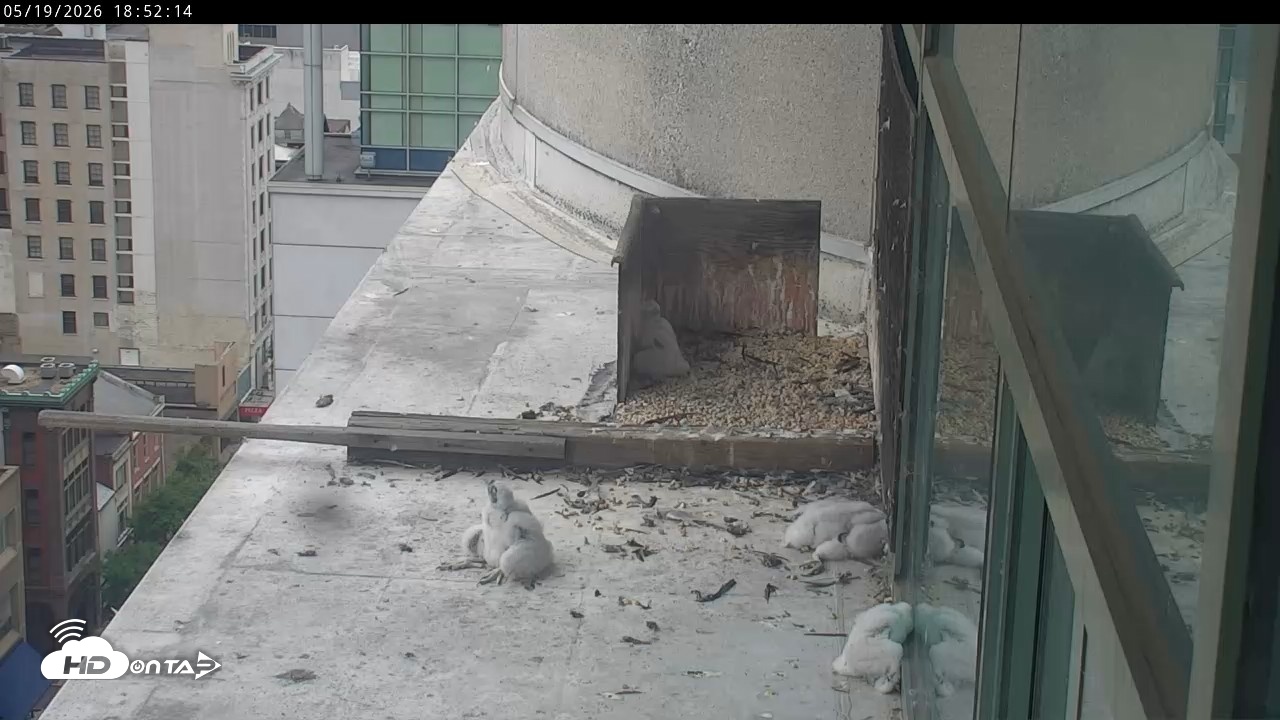Snapshot of PA Peregrine Falcon Cam Live Webcam taken May 19, 2026, 6:45pm EDT