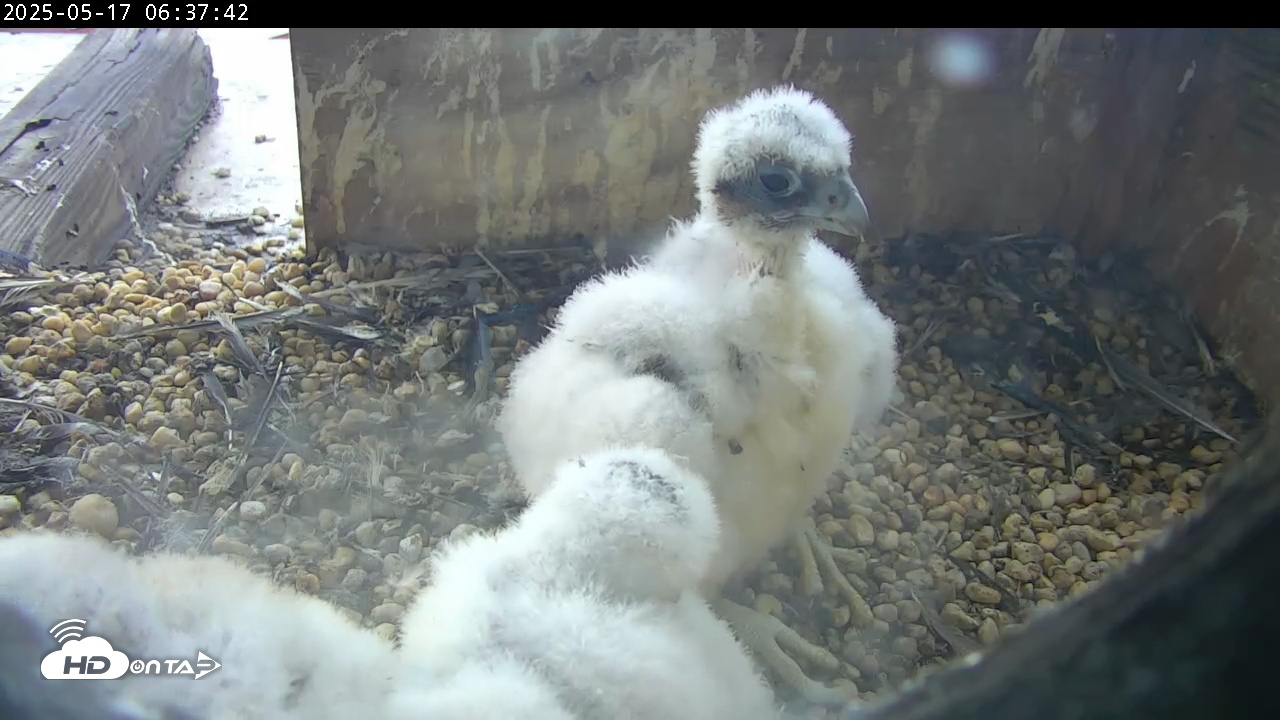 Snapshot of PA Peregrine Falcon Cam Live Webcam taken May 17, 2025, 6:38am EDT