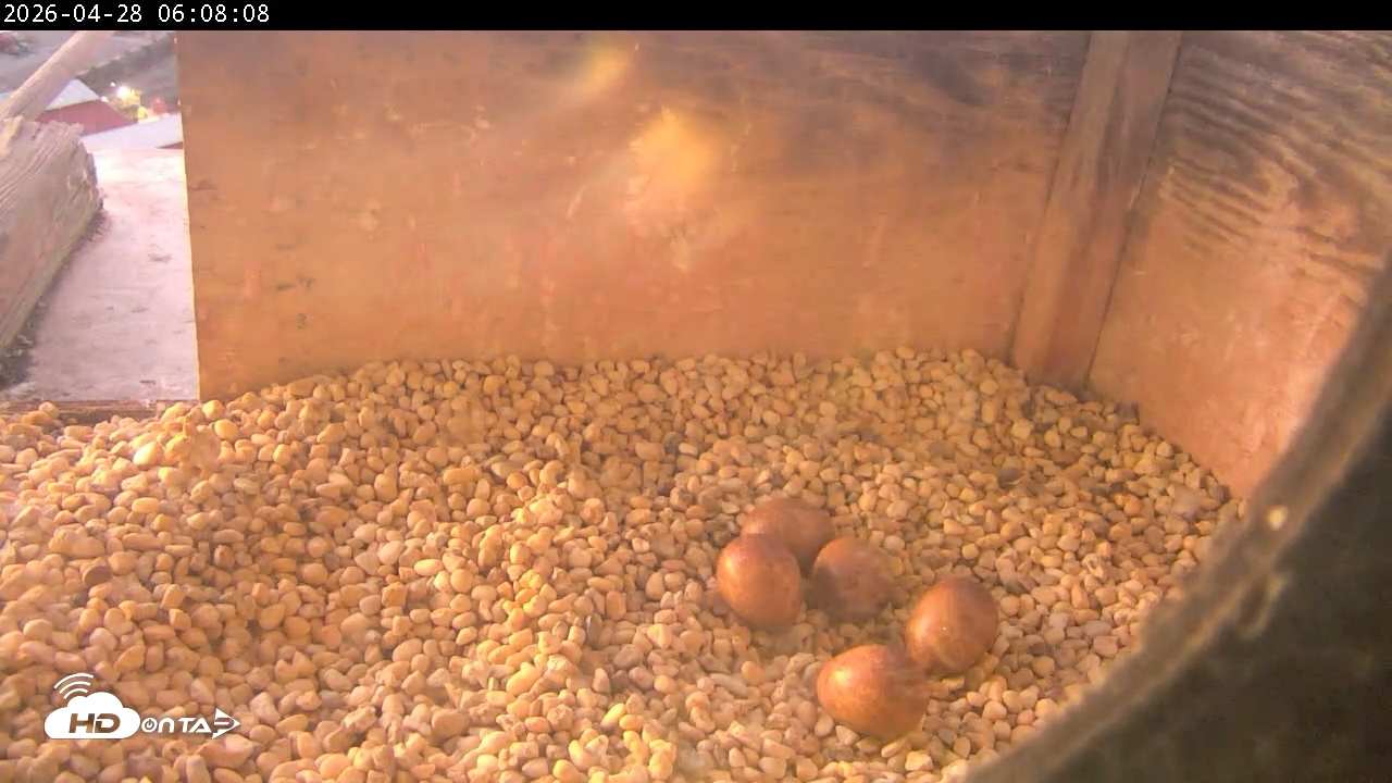 Snapshot of PA Peregrine Falcon Cam Live Webcam taken Apr 28, 2026, 6:00am EDT