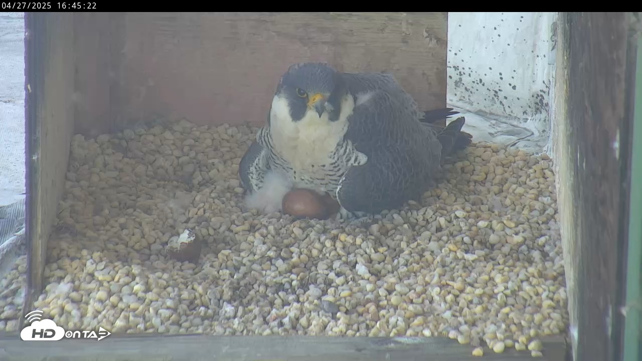 Snapshot of PA Peregrine Falcon Cam Live Webcam taken Apr 27, 2025, 4:41pm EDT