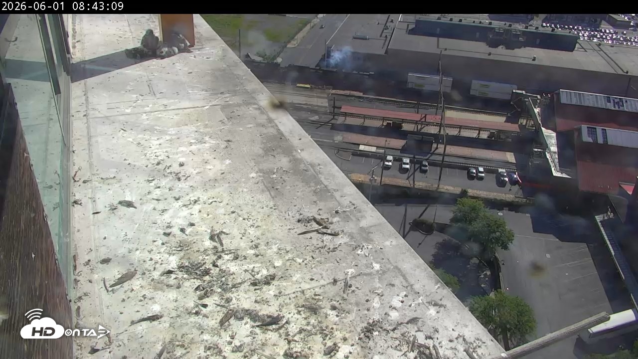 Snapshot of PA Peregrine Falcon Cam Live Webcam taken Jun 1, 2026, 8:55am EDT