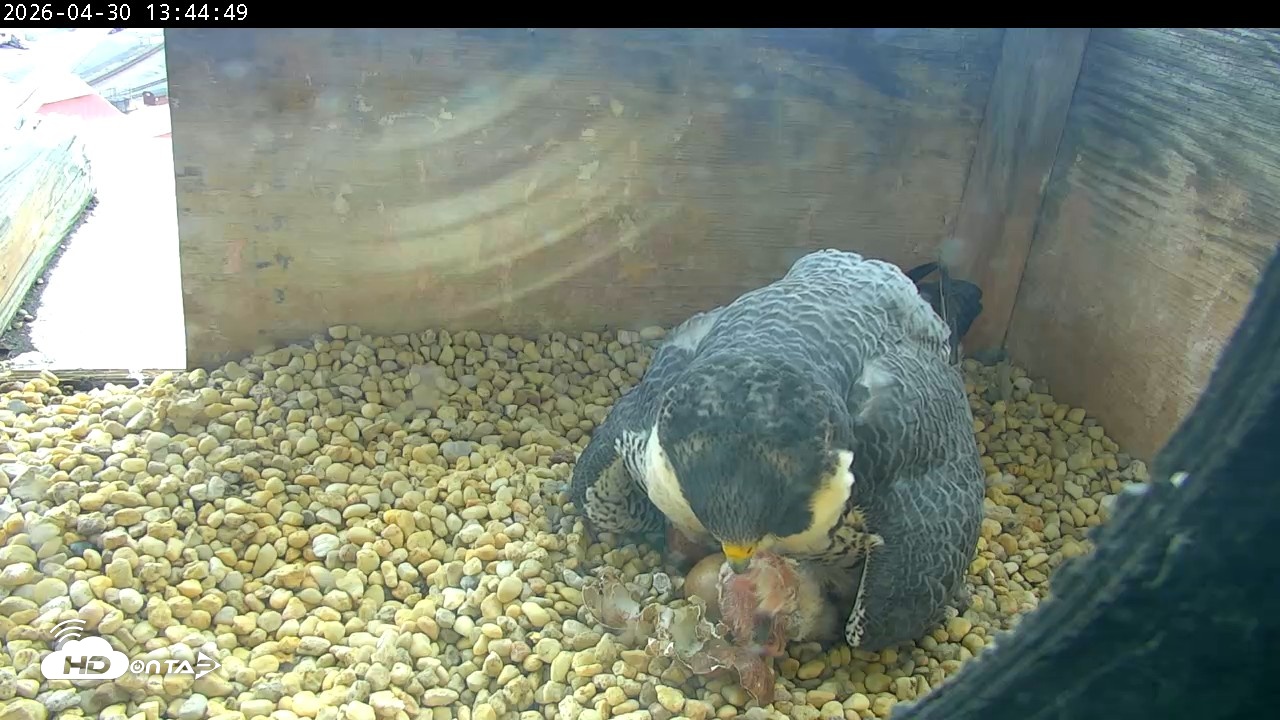 Snapshot of PA Peregrine Falcon Cam Live Webcam taken Apr 30, 2026, 1:37pm EDT