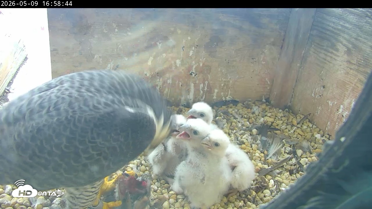 Snapshot of PA Peregrine Falcon Cam Live Webcam taken May 9, 2026, 4:54pm EDT