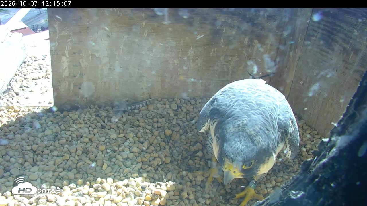 Snapshot of PA Peregrine Falcon Cam Live Webcam taken Oct 7, 2026, 12:11pm EDT