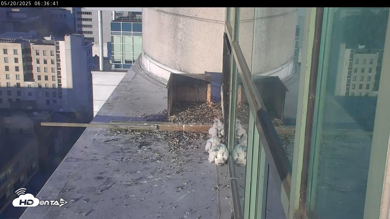 Snapshot of PA Peregrine Falcon Cam Live Webcam taken May 20, 2025, 6:33am EDT