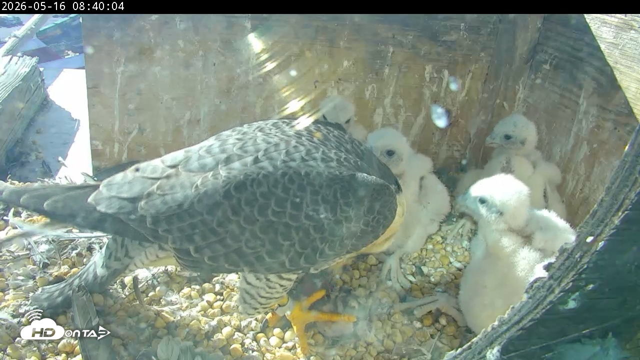 Snapshot of PA Peregrine Falcon Cam Live Webcam taken May 16, 2026, 8:33am EDT
