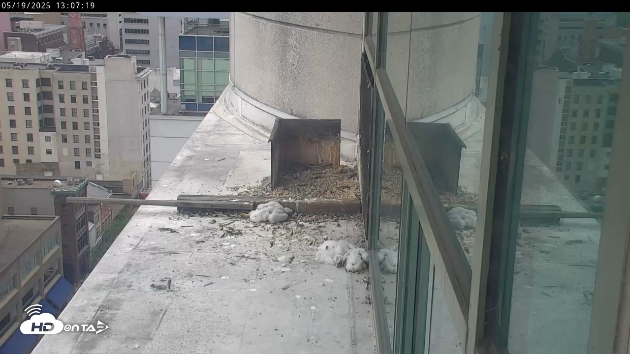Snapshot of PA Peregrine Falcon Cam Live Webcam taken May 19, 2025, 1:04pm EDT