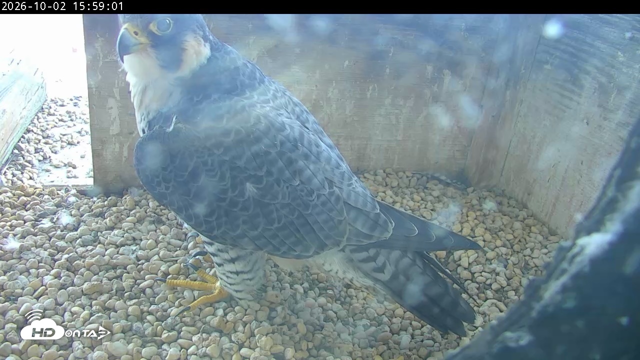 Snapshot of PA Peregrine Falcon Cam Live Webcam taken Oct 2, 2026, 3:54pm EDT