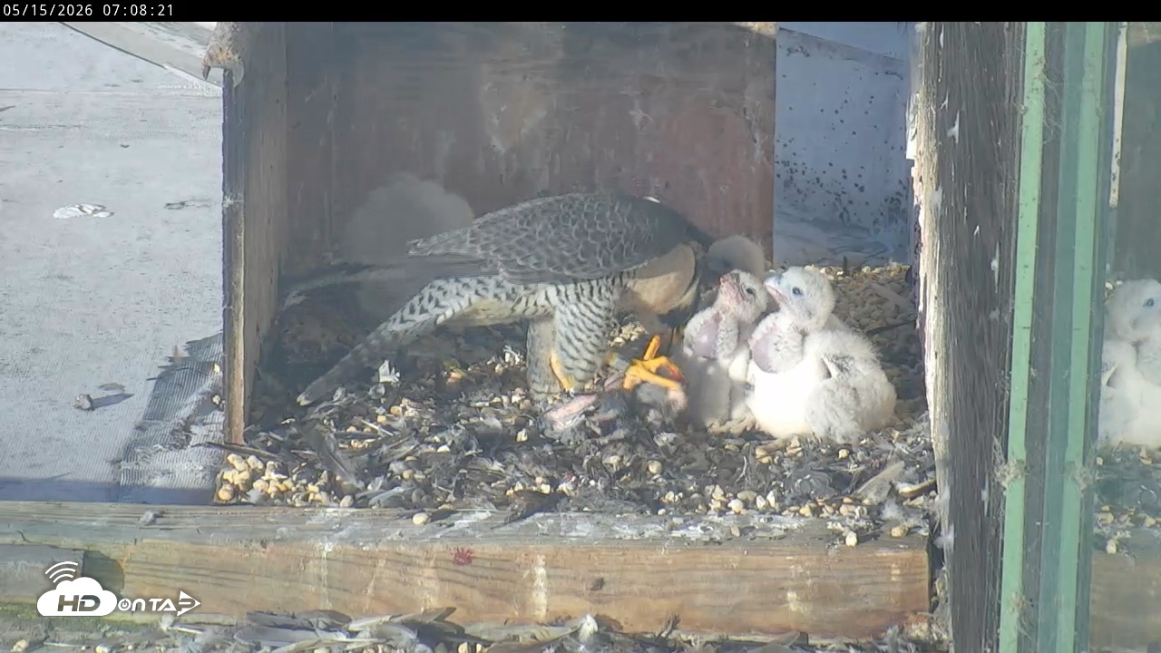 Snapshot of PA Peregrine Falcon Cam Live Webcam taken May 15, 2026, 7:01am EDT