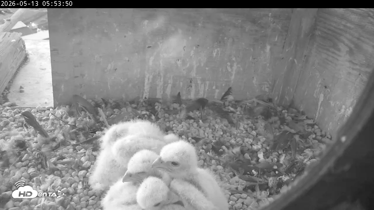 Snapshot of PA Peregrine Falcon Cam Live Webcam taken May 13, 2026, 5:46am EDT