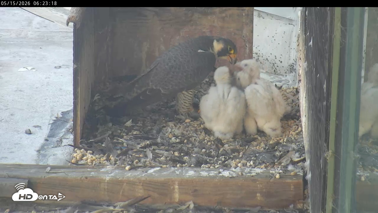 Snapshot of PA Peregrine Falcon Cam Live Webcam taken May 15, 2026, 6:16am EDT