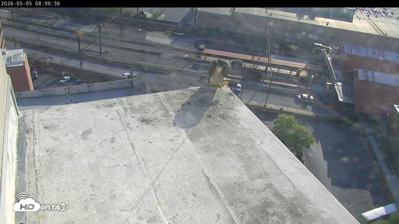 Snapshot of PA Peregrine Falcon Cam Live Webcam taken May 5, 2026, 7:48am EDT