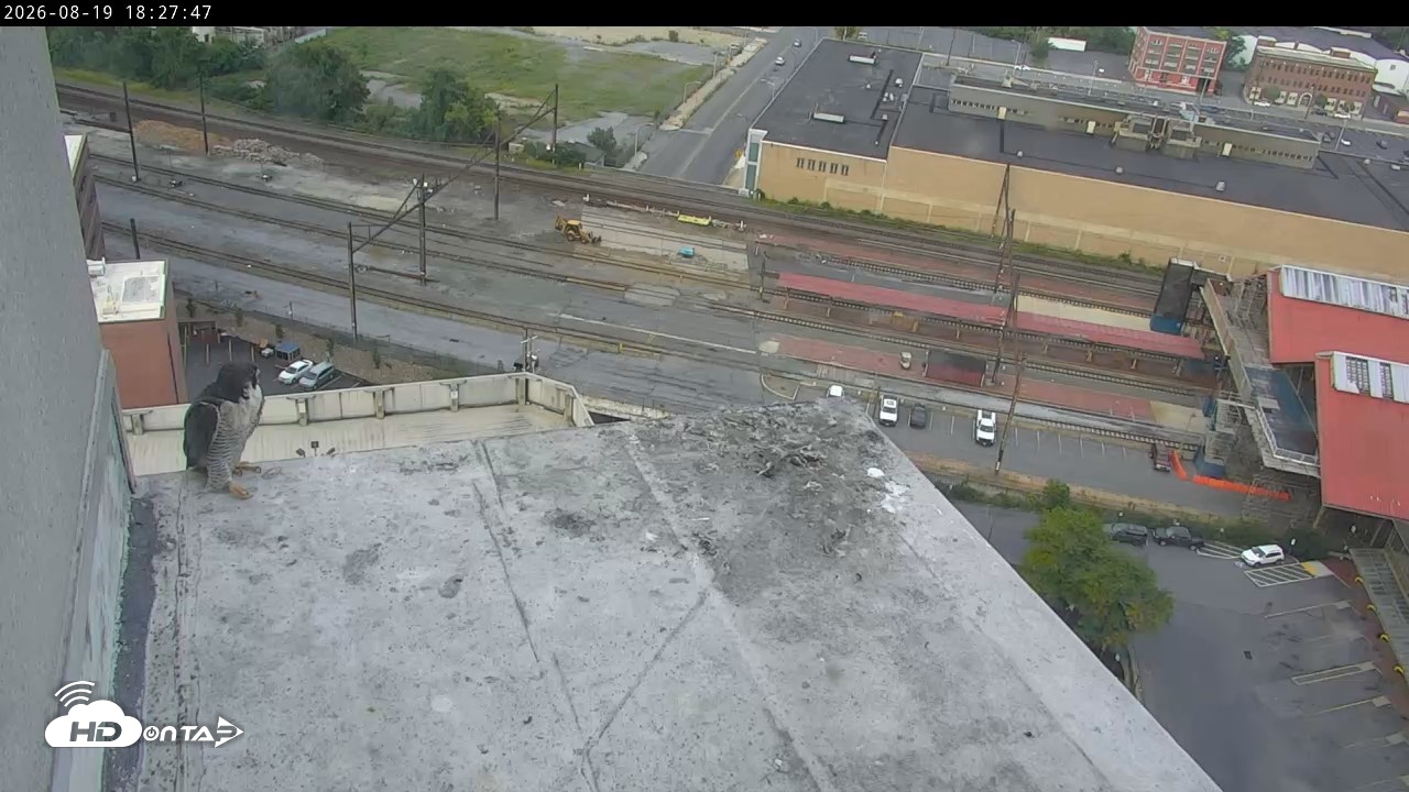 Snapshot of PA Peregrine Falcon Cam Live Webcam taken Aug 19, 2026, 6:18pm EDT
