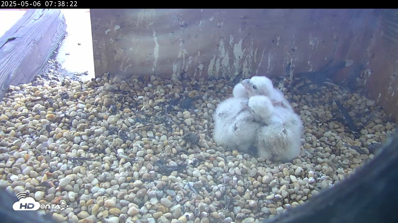 Snapshot of PA Peregrine Falcon Cam taken May 6, 2025, 7:37am EDT