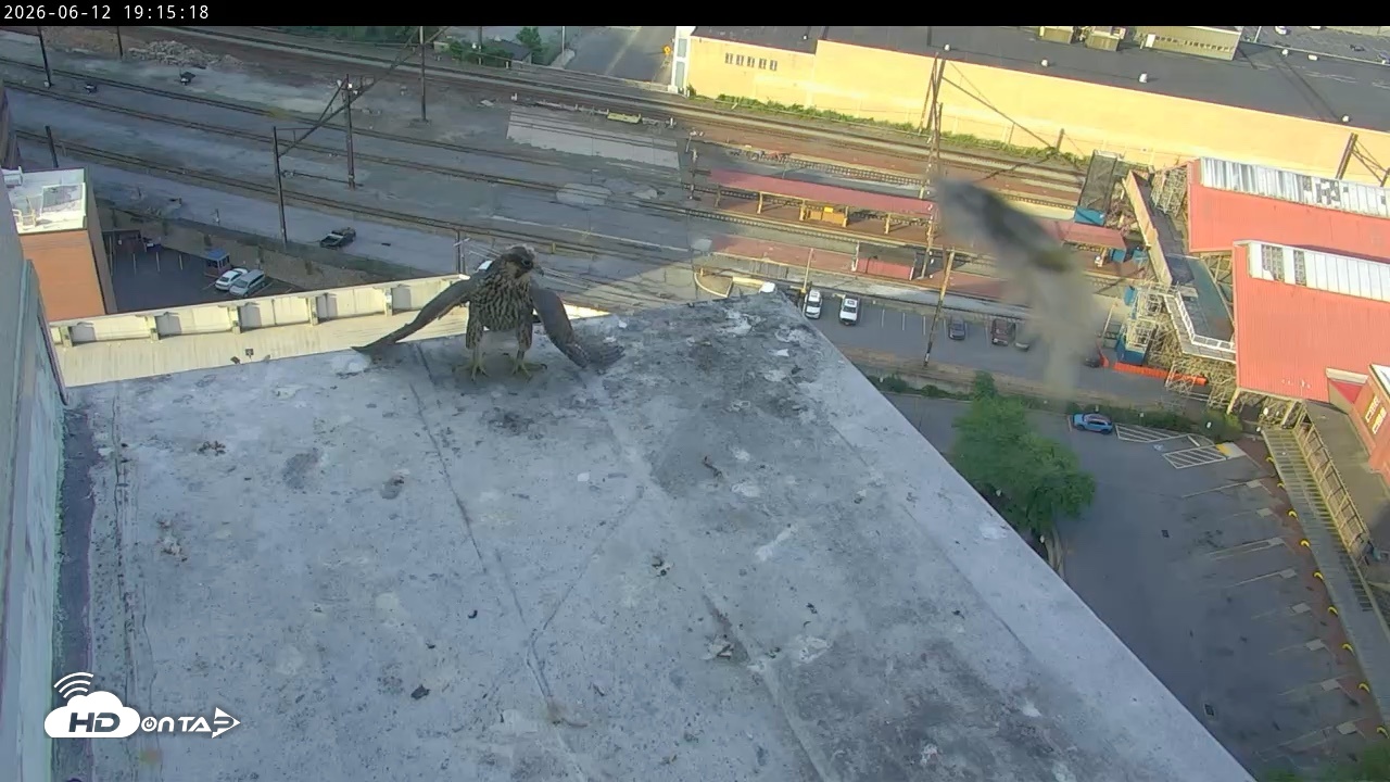 Snapshot of PA Peregrine Falcon Cam Live Webcam taken Jun 12, 2026, 7:05pm EDT