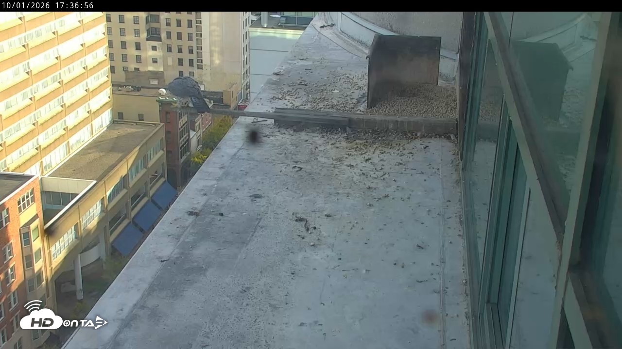 Snapshot of PA Peregrine Falcon Cam Live Webcam taken Oct 1, 2026, 5:34pm EDT