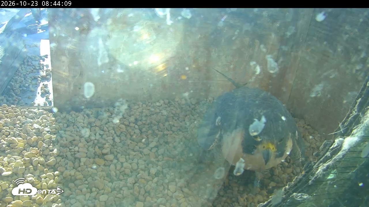 Snapshot of PA Peregrine Falcon Cam Live Webcam taken Oct 23, 2026, 8:40am EDT