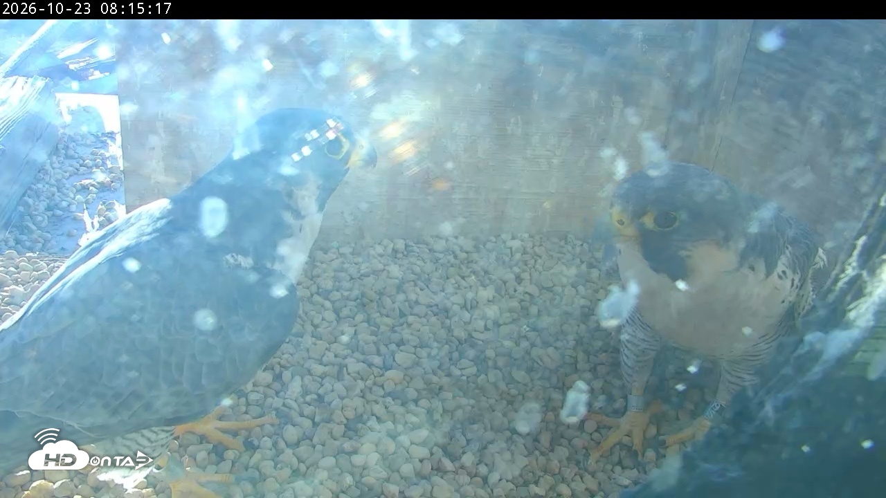 Snapshot of PA Peregrine Falcon Cam Live Webcam taken Oct 23, 2026, 8:12am EDT