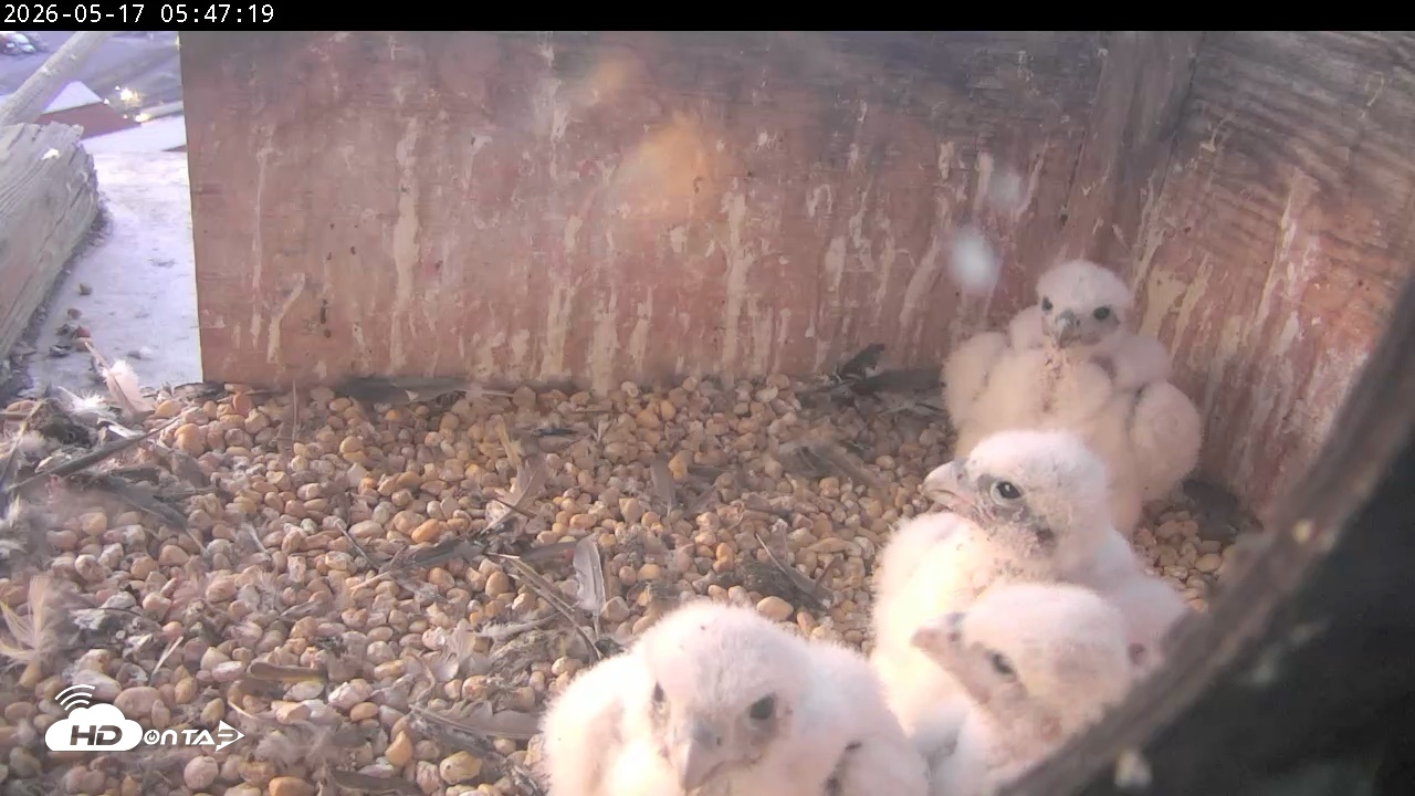 Snapshot of PA Peregrine Falcon Cam Live Webcam taken May 17, 2026, 5:40am EDT