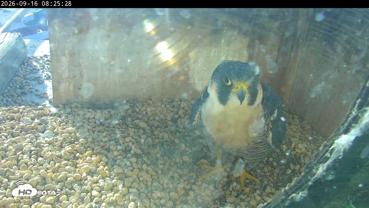 Snapshot of PA Peregrine Falcon Cam Live Webcam taken Sep 16, 2026, 8:20am EDT