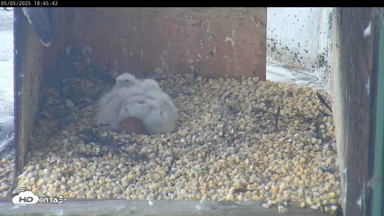 Snapshot of PA Peregrine Falcon Cam taken May 5, 2025, 6:42pm EDT