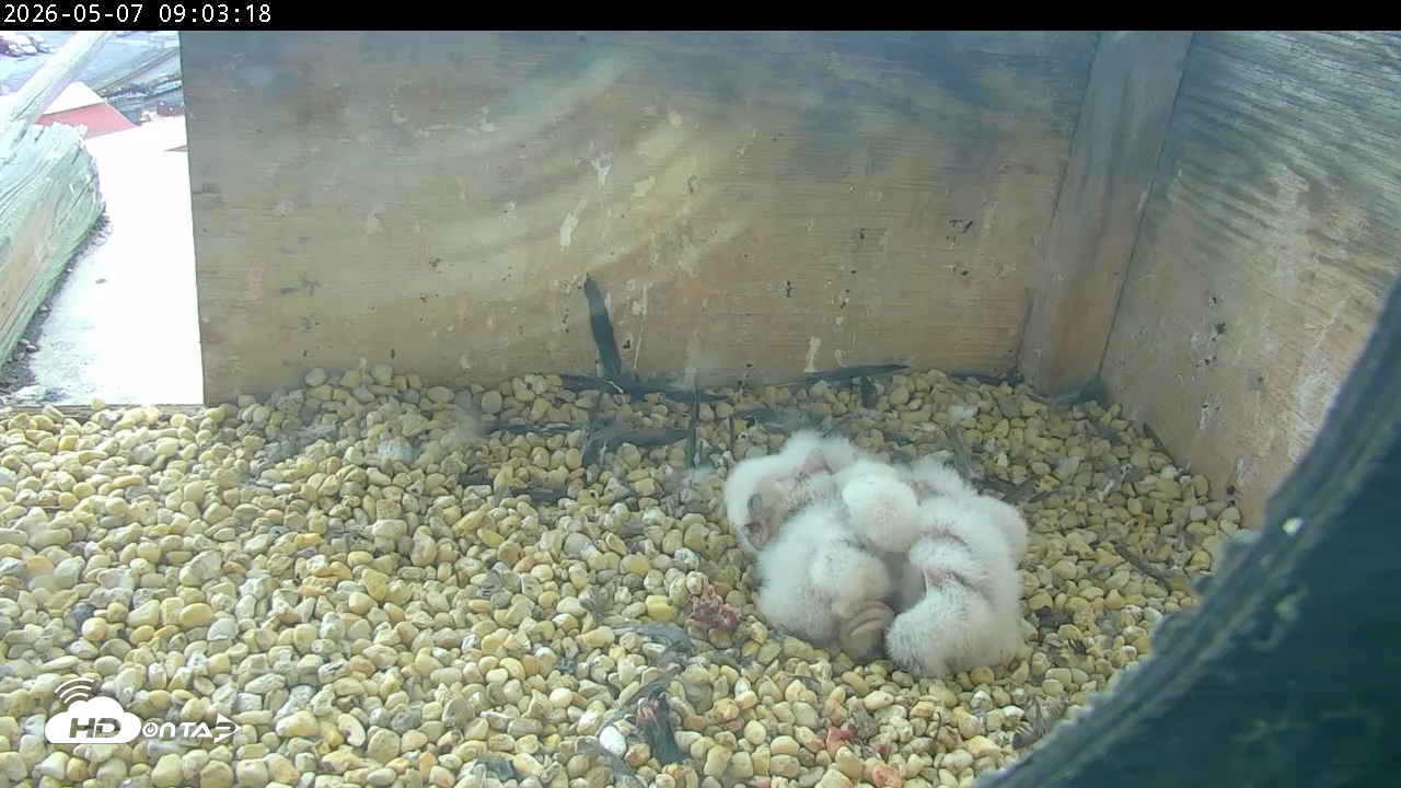 Snapshot of PA Peregrine Falcon Cam Live Webcam taken May 7, 2026, 8:55am EDT