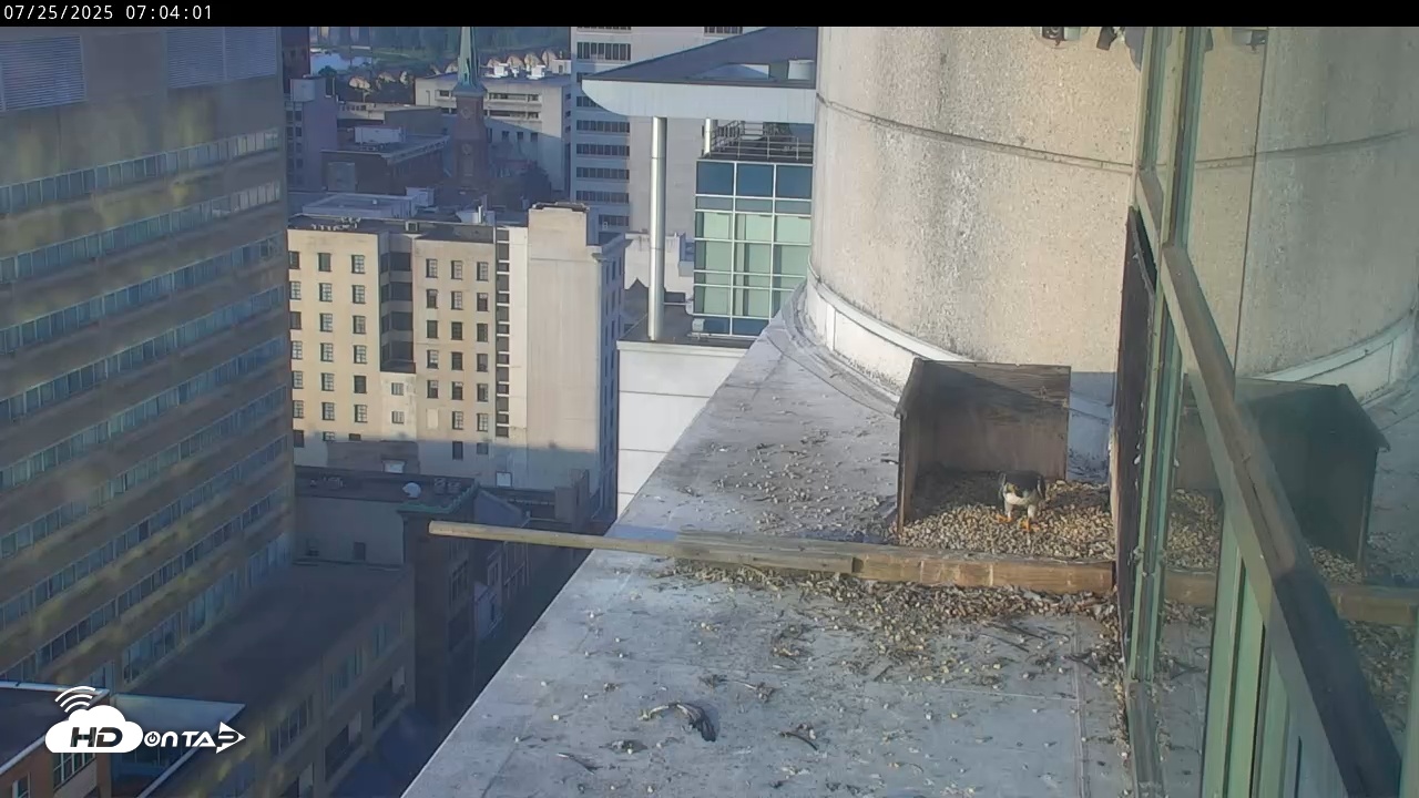 Snapshot of PA Peregrine Falcon Cam Live Webcam taken Jul 25, 2025, 7:04am EDT