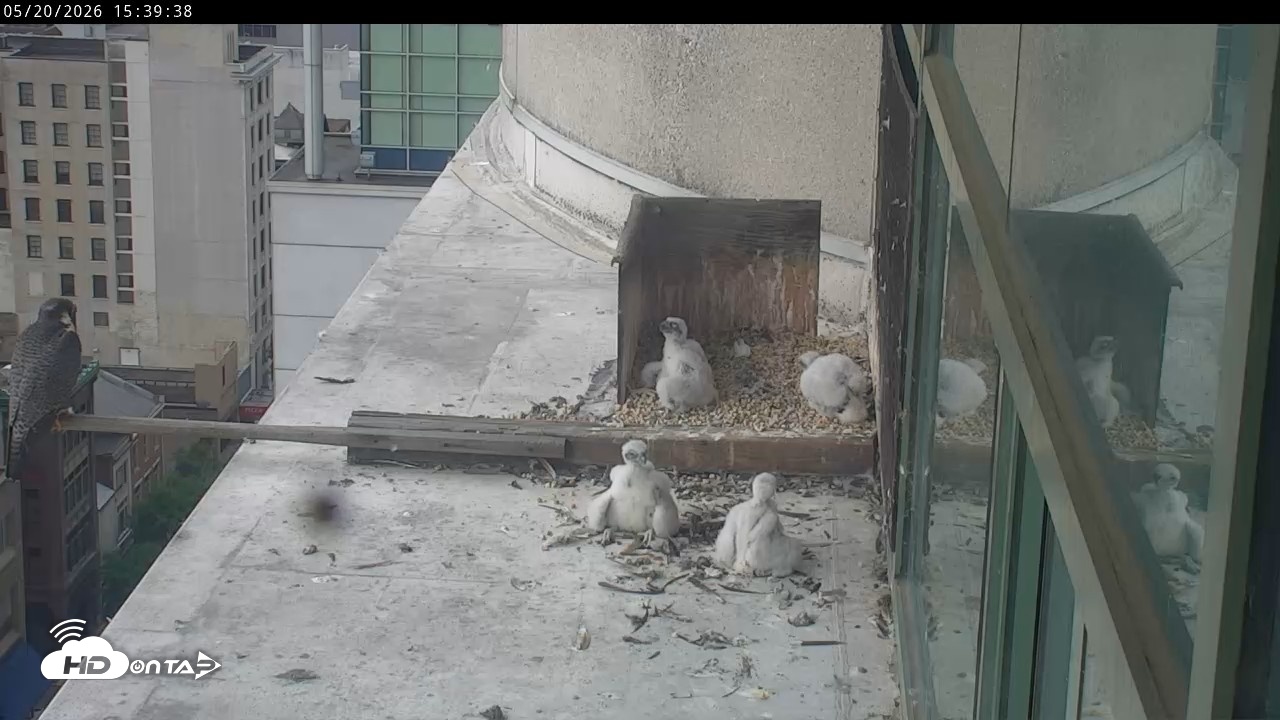 Snapshot of PA Peregrine Falcon Cam Live Webcam taken May 20, 2026, 3:33pm EDT