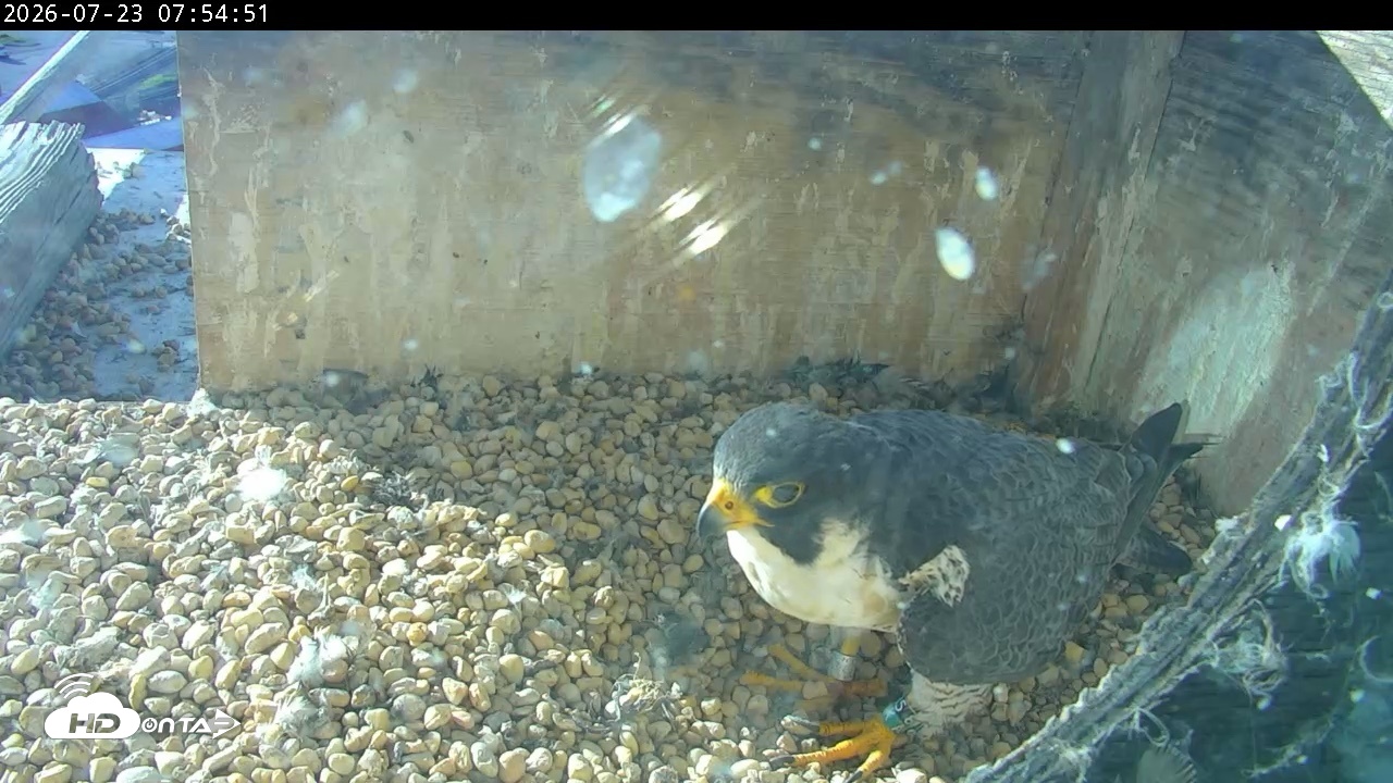Snapshot of PA Peregrine Falcon Cam Live Webcam taken Jul 23, 2026, 7:47am EDT