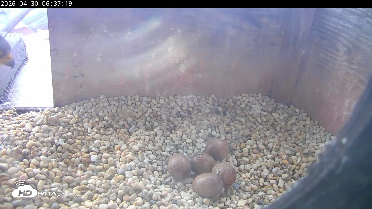 Snapshot of PA Peregrine Falcon Cam Live Webcam taken Apr 30, 2026, 6:29am EDT