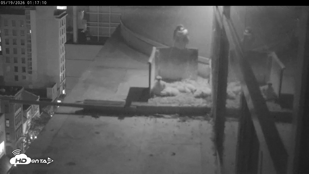 Snapshot of PA Peregrine Falcon Cam Live Webcam taken May 19, 2026, 1:10am EDT