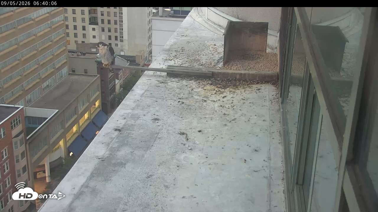 Snapshot of PA Peregrine Falcon Cam Live Webcam taken Sep 5, 2026, 6:36am EDT