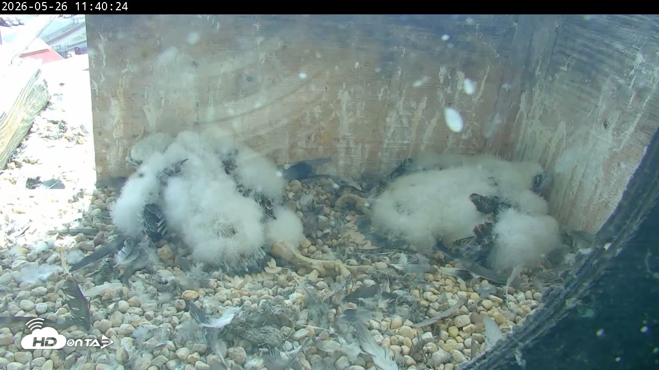 Snapshot of PA Peregrine Falcon Cam Live Webcam taken May 26, 2026, 11:34am EDT
