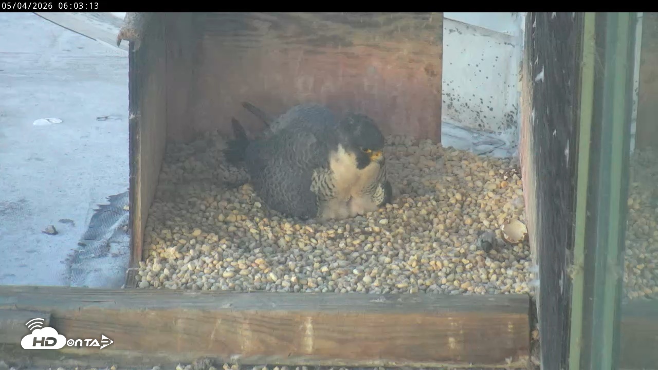Snapshot of PA Peregrine Falcon Cam Live Webcam taken May 4, 2026, 5:56am EDT