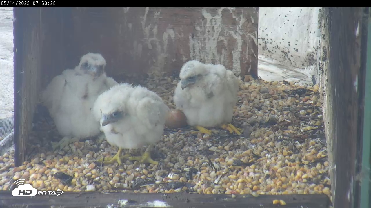 Snapshot of PA Peregrine Falcon Cam Live Webcam taken May 14, 2025, 7:55am EDT